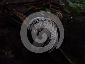 theÂ bamboo mushrooms or long net stinkhorn & x28;Phallus indusiatus& x29; in the forest